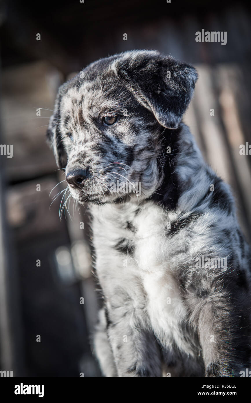 Cute Labrador puppy dog with different color eyes Stock Photo - Alamy