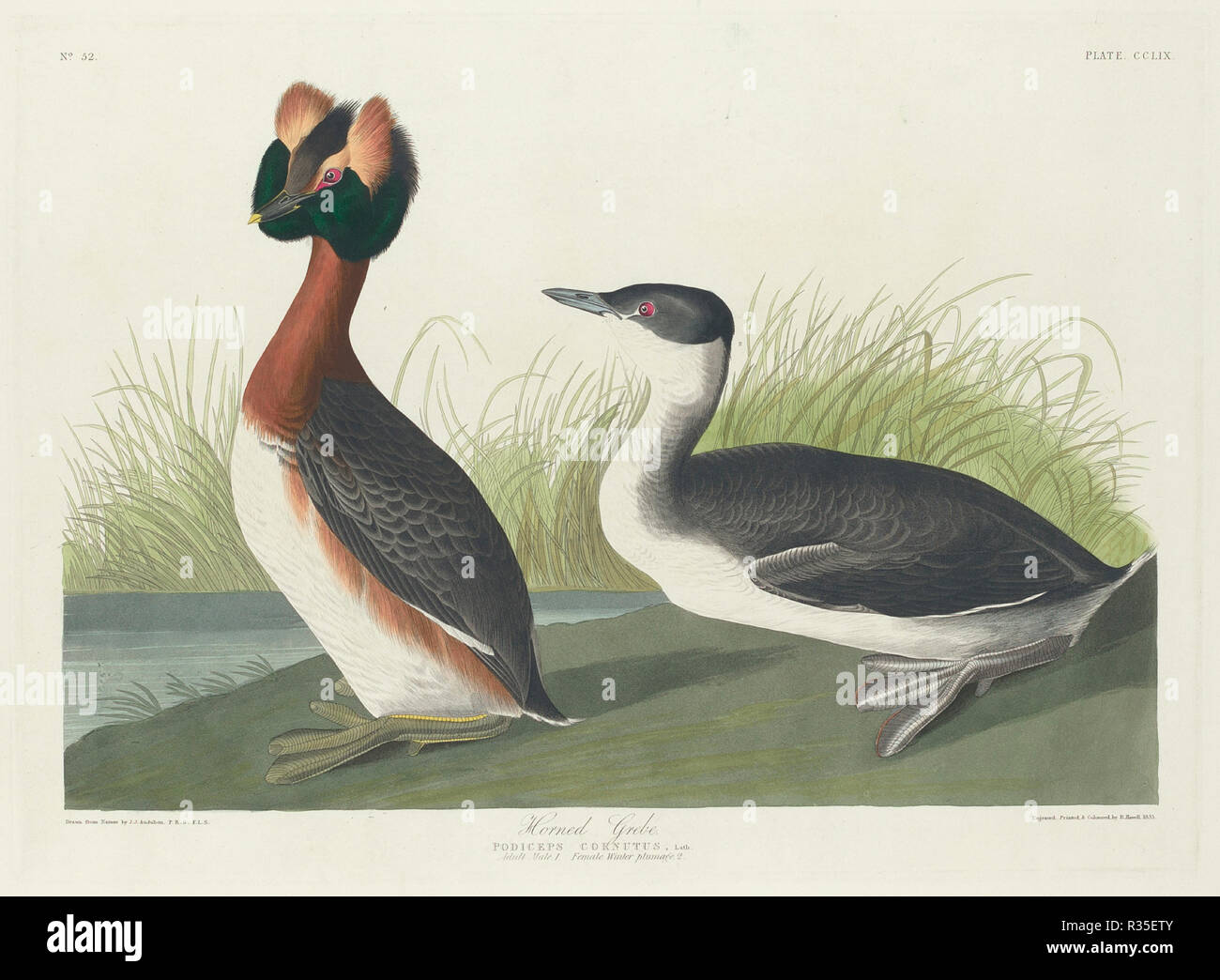 Horned Grebe. Dated: 1835. Medium: hand-colored etching and aquatint on Whatman paper. Museum: National Gallery of Art, Washington DC. Author: Robert Havell after John James Audubon. Stock Photo