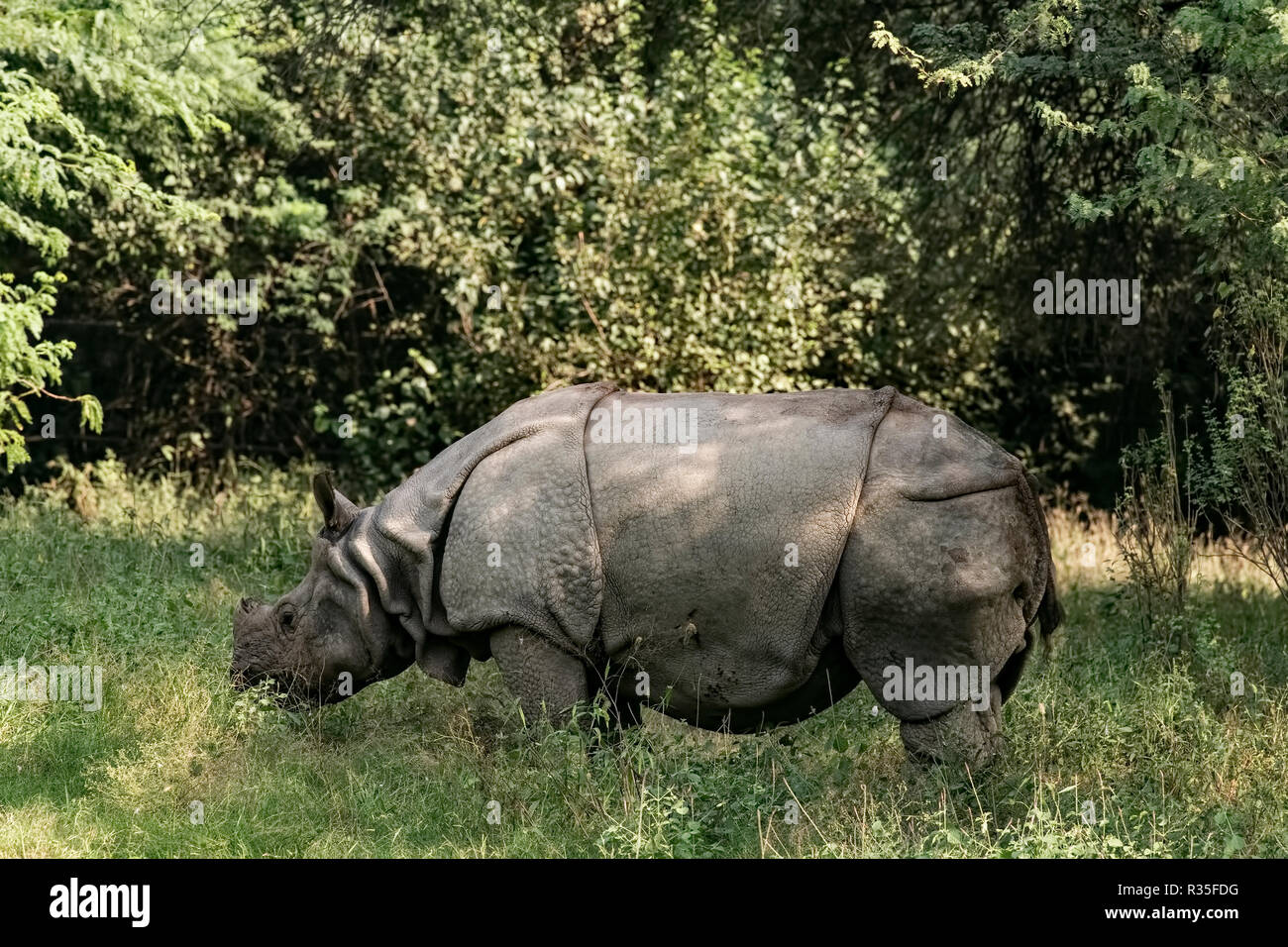 Z00 animal delhi zoo hires stock photography and images Alamy