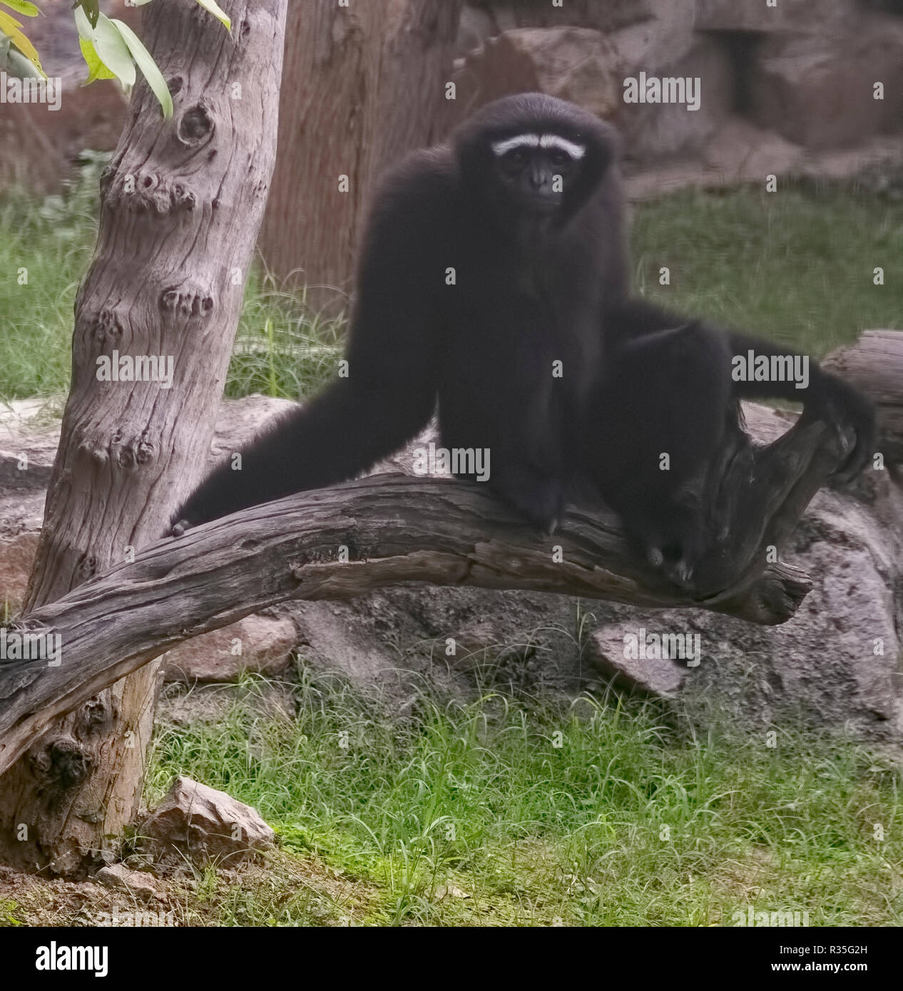 zoo ,animals,Hollok Gibbon,monkey,Delhi ,New Delhi,N.C.R.India. Stock Photo