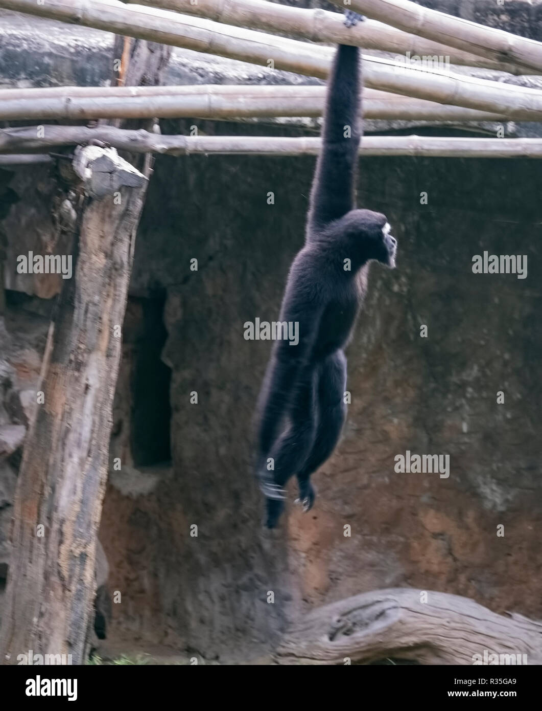 Zoo,animals,Hollok Gibbon monkey,swing on bamboo poles,Delhi zoo,New Delhi  National Capital Region,India Stock Photo - Alamy