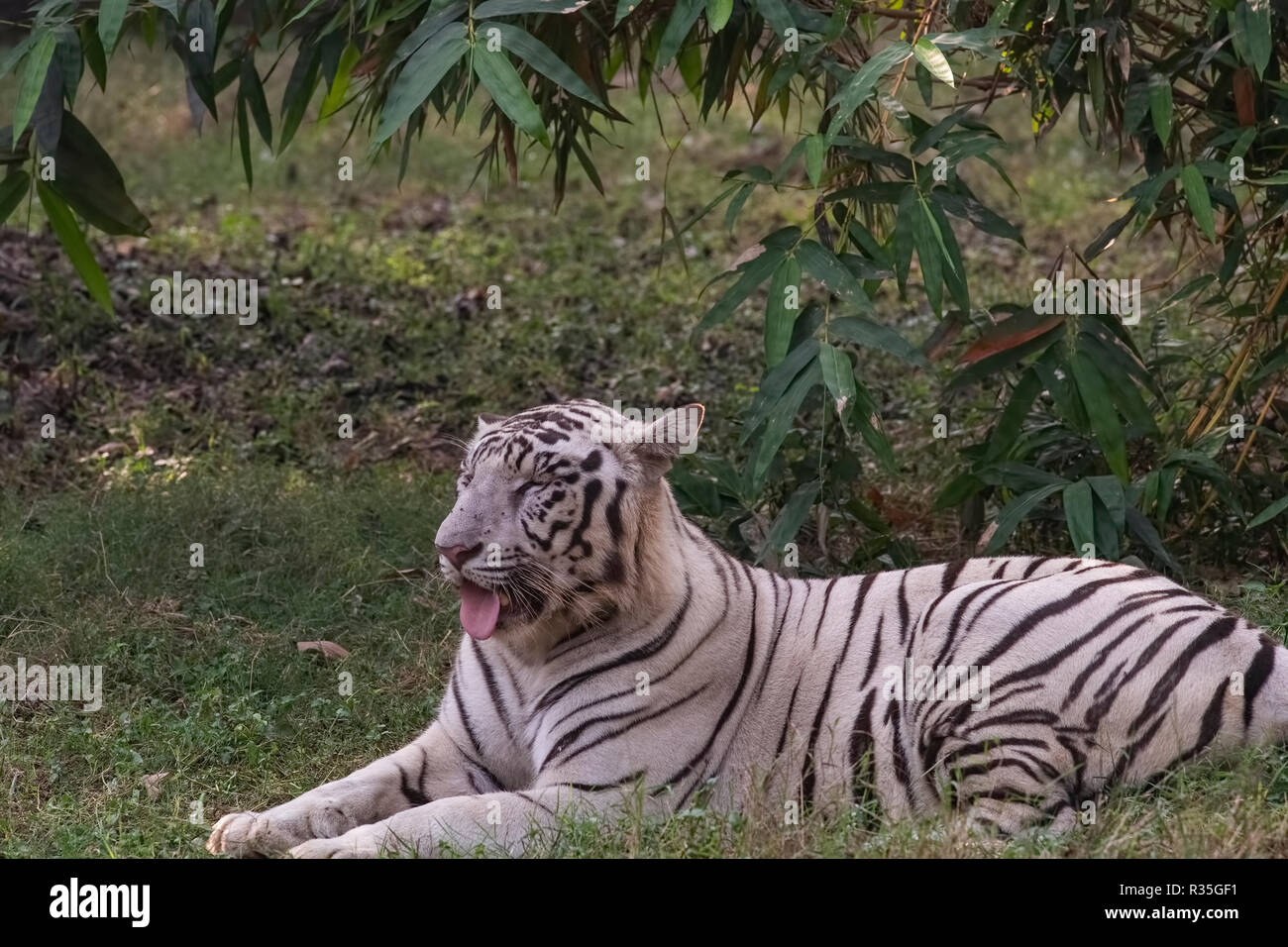 Zoo ,animals,White tiger,Delhi zoo,resting,panting,under mid-day sun,New Delhi,N.C.R.India. Stock Photo
