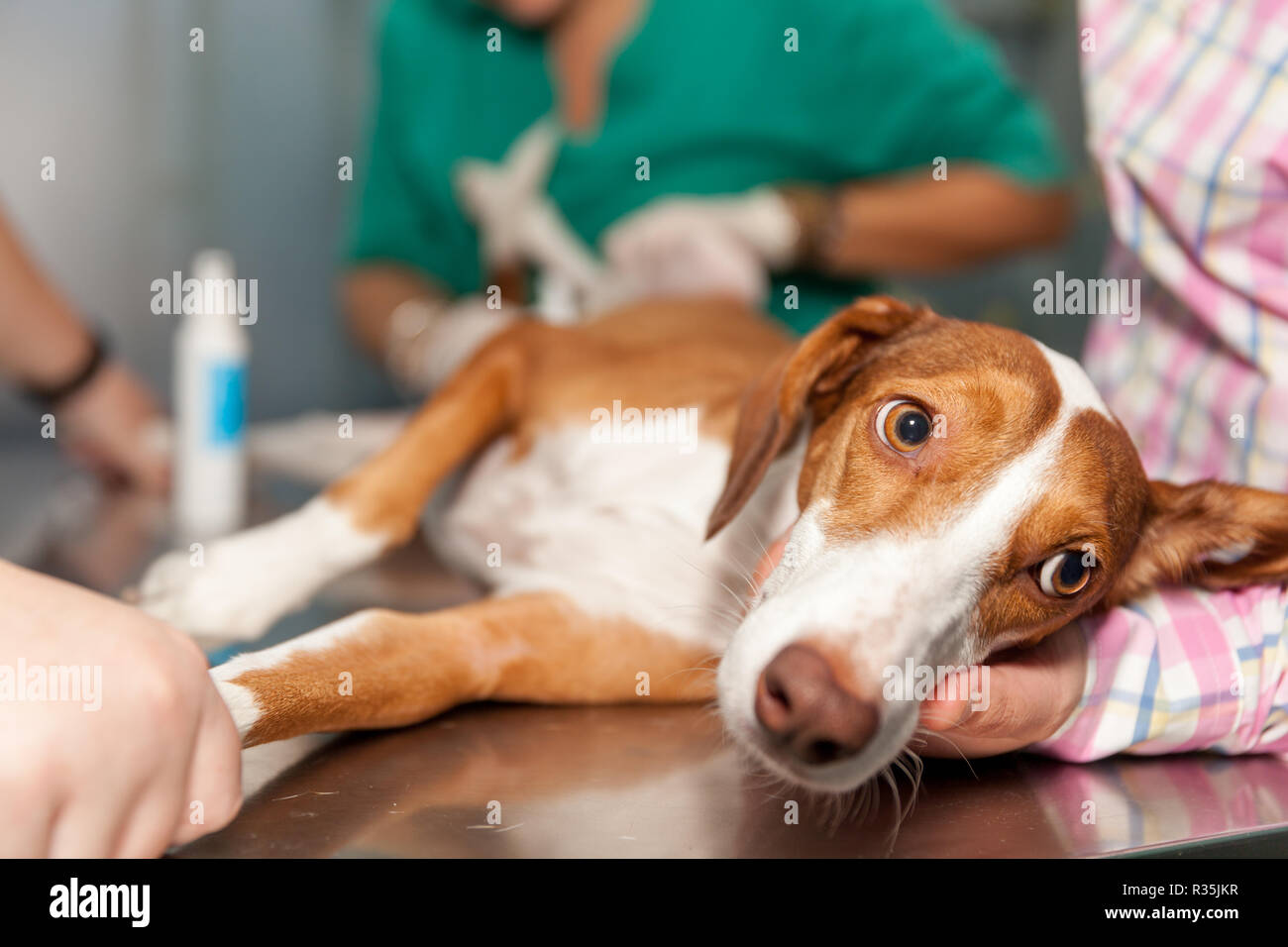 Dog being checked by a vet Stock Photo Alamy