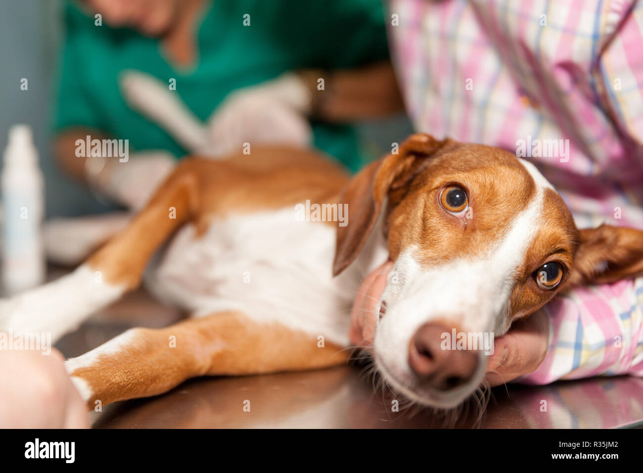 Dog being checked by a vet Stock Photo Alamy