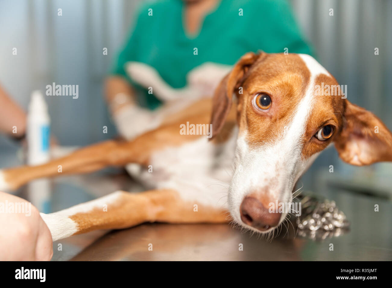 Dog being checked by a vet Stock Photo Alamy