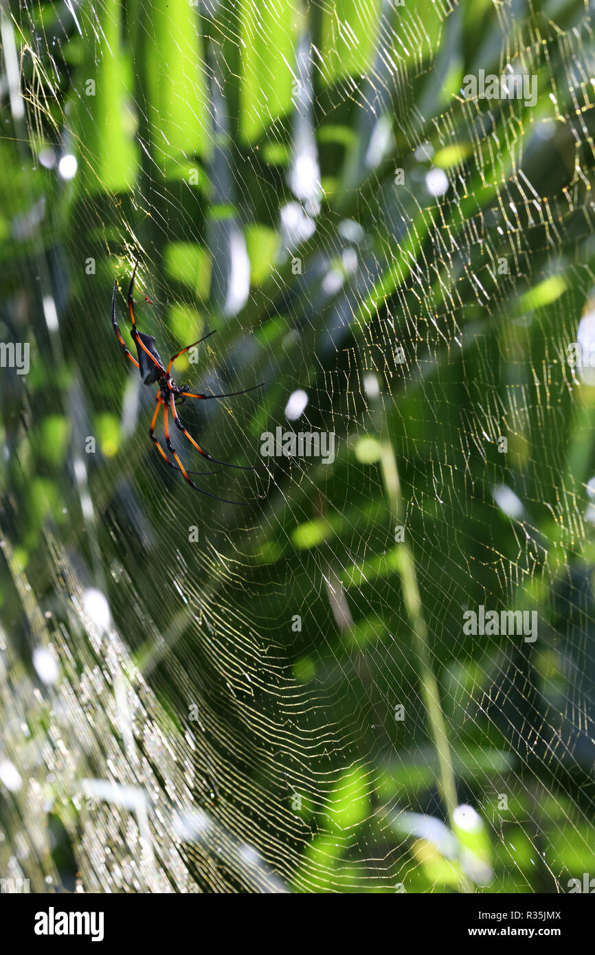 Palm spiders hires stock photography and images Alamy