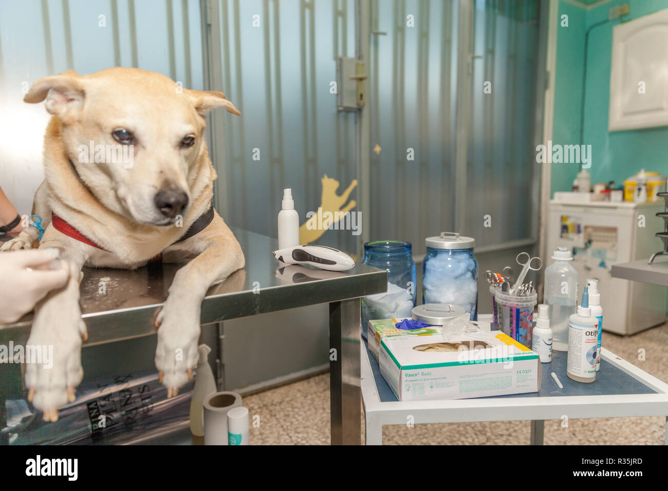 Dog being checked by a vet Stock Photo Alamy