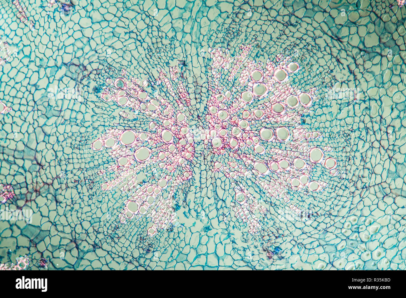 Gunkel hi-res stock photography and images - Alamy