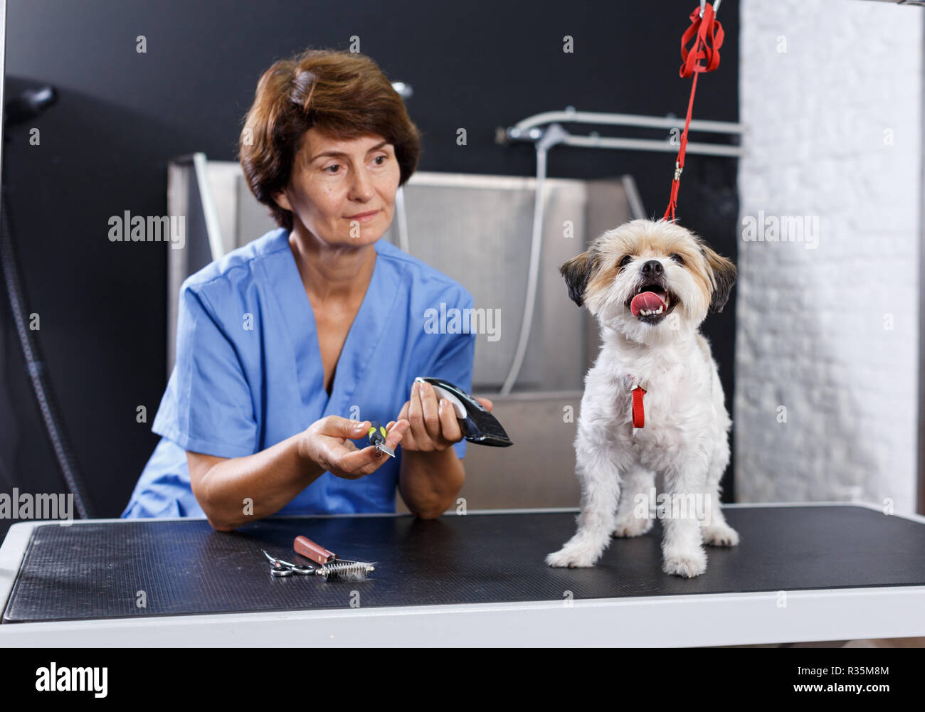 Portrait of cute bichon havanese during hair care treatment in professional pet grooming salon