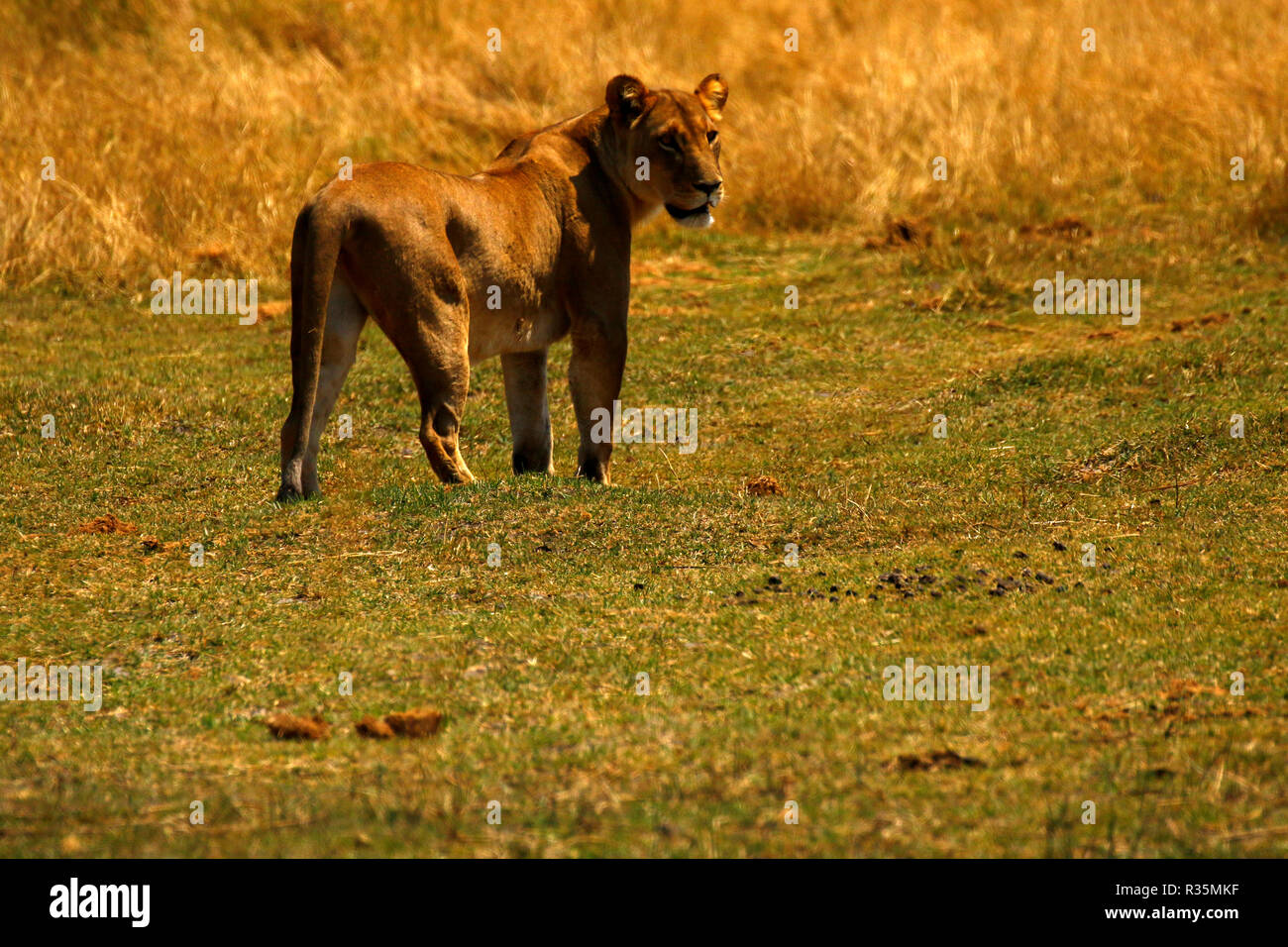 Lions great hunters and a sociable animals Stock Photo Alamy