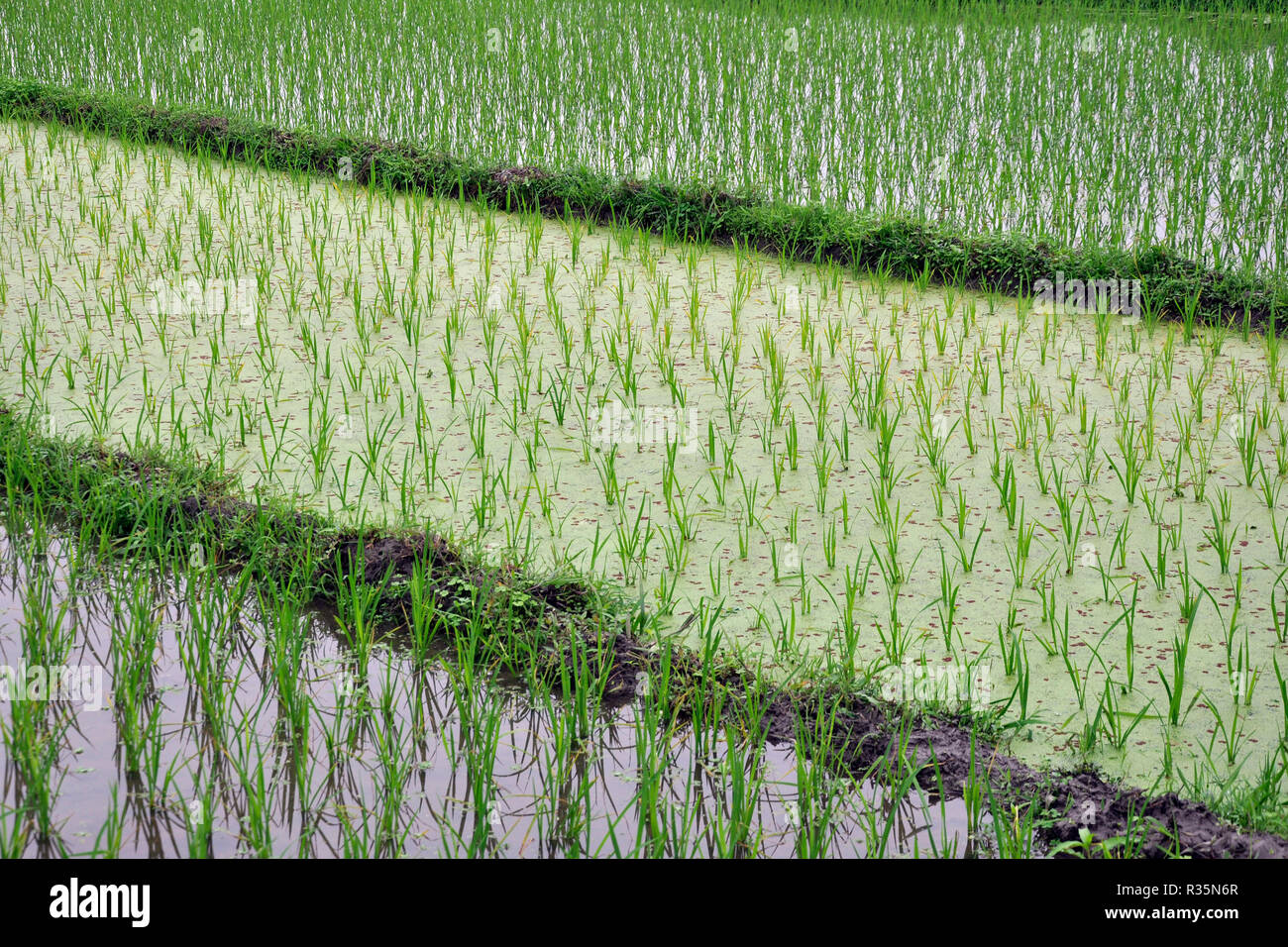 Vietnam ricefield hi-res stock photography and images - Alamy