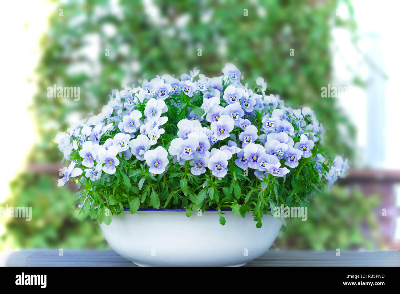 Pansy flowers in shades of lilac, violet and blue in a white vintage wash basin or pot on a balcony table, copy or text space Stock Photo