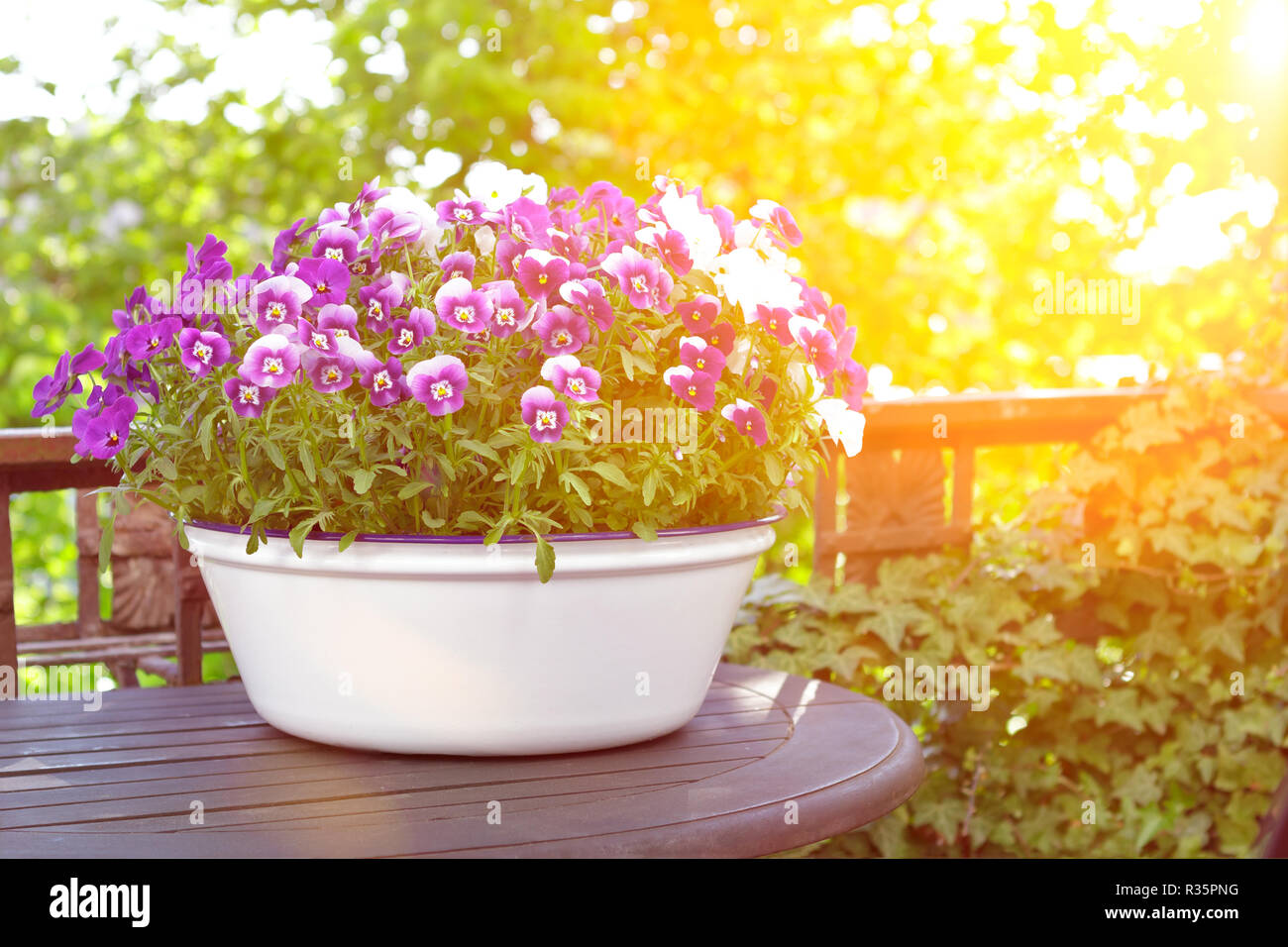 Pansy flowers in shades of lilac, violet and blue in a white vintage wash basin on a balcony table in bright sunlight, copy or text space Stock Photo