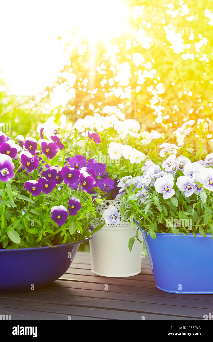 Purple, violet and blue pansy flowers in 3 different pots on a balcony table in bright sunlight, copy space, background template Stock Photo
