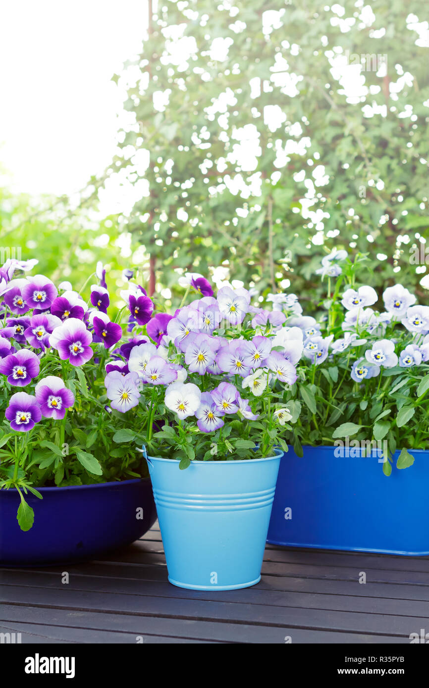 Purple, blue and violet pansy flowers in two pots and a bowl on a wooden balcony table in spring, copy or text space Stock Photo