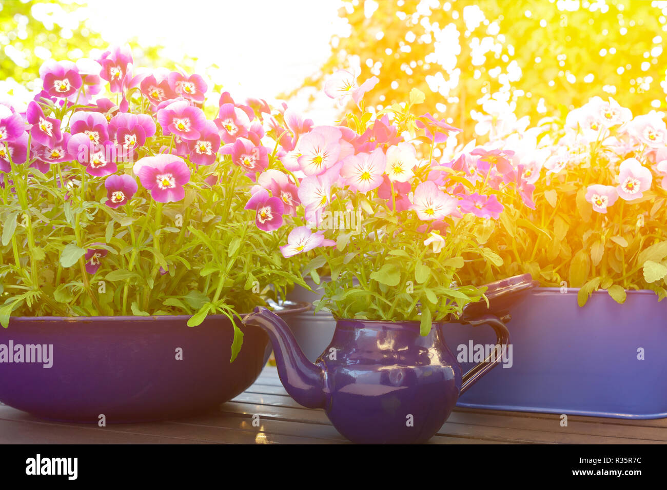 Purple, violet and blue pansy flowers in 3 different enameled pots on a balcony table in bright spring sunlight, background template Stock Photo