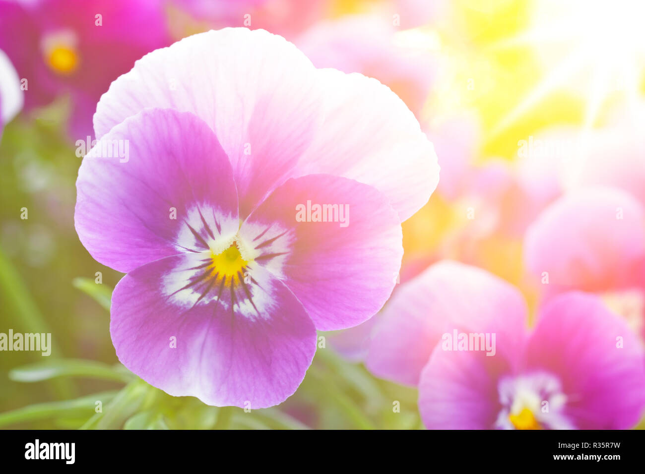 Close up of purple violet pansy flowers in beautiful spring morning sunlight, copy space, background template Stock Photo