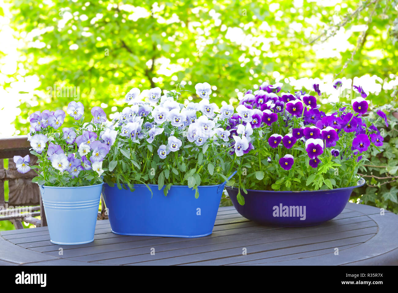 Purple, blue and violet pansy flowers in 2 pots and a bowl on a wooden balcony table in spring, copy or text space Stock Photo