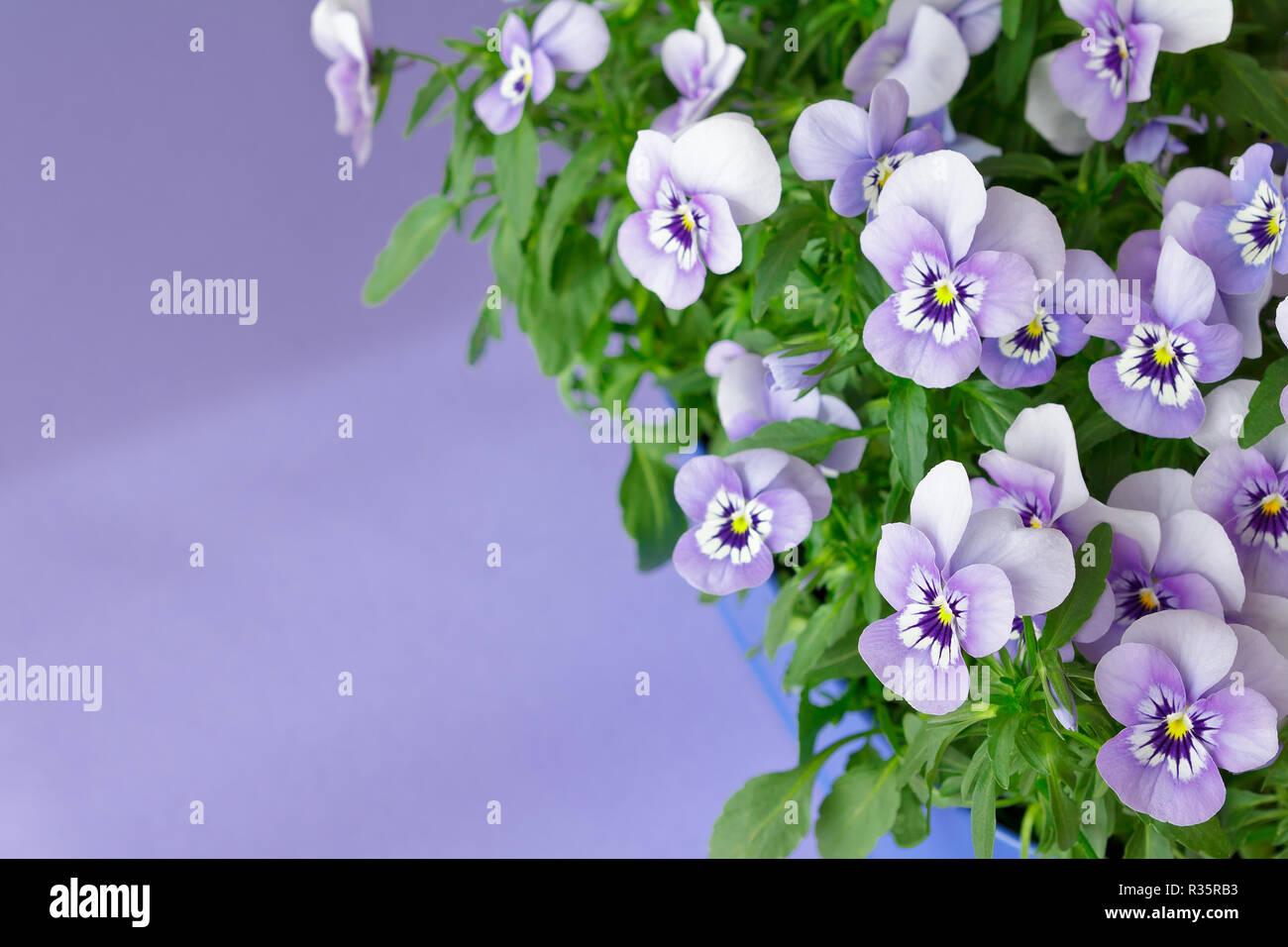 Pansy plants with lots of flowers in shades of lilac, violet and blue against a lilac colored background, copy or text space Stock Photo