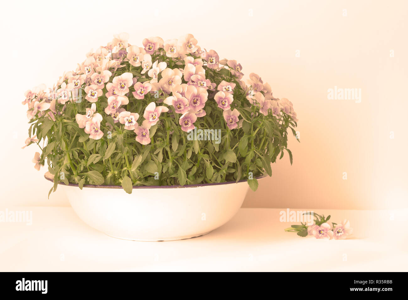 Pansy flowers in shades of lilac, violet and blue in a vintage wash basin or bowl on white background, vintage filter effect Stock Photo
