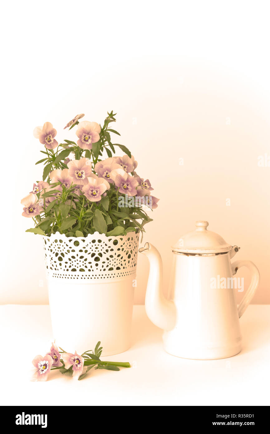 Purple, blue and lilac pansy flowers in a beautiful pot with an enameled jug on white background, copy space, vintage filter effect Stock Photo
