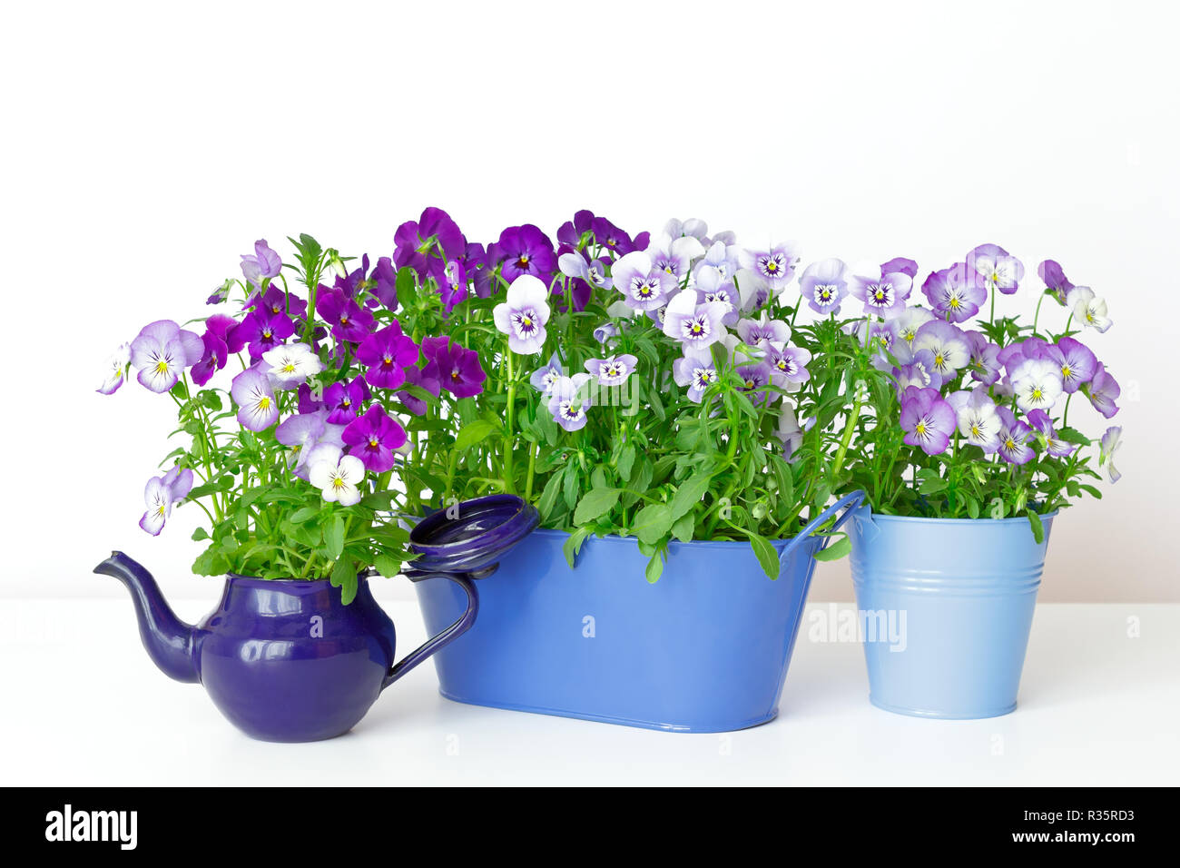 Pansy flowers in shades of lilac, violet and blue in 2 pots and a vintage enamel jug on white background, copy or text space Stock Photo