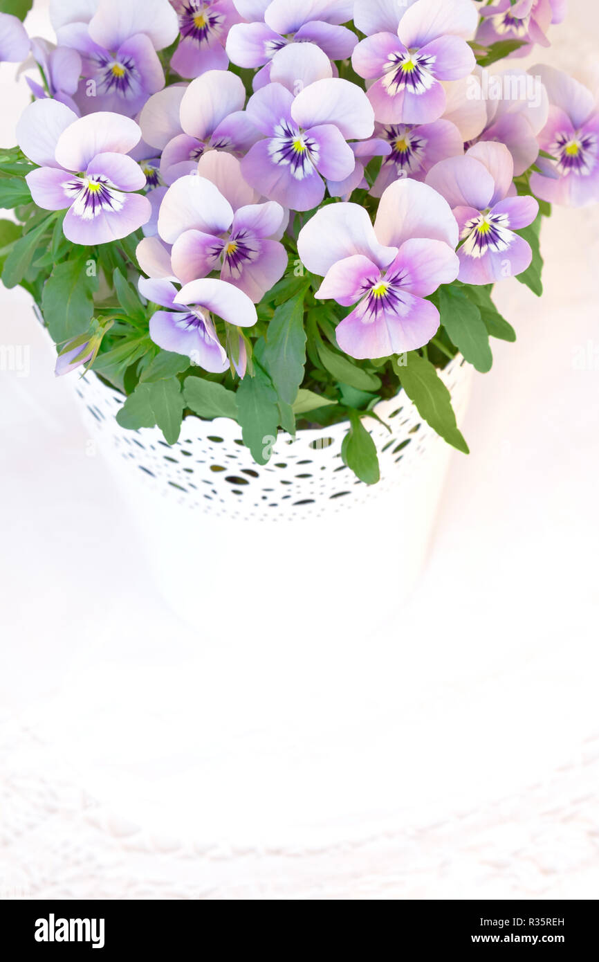 Pansy flowers in shades of lilac, pink and purple against white, nostalgic and romantic background template with copy space Stock Photo