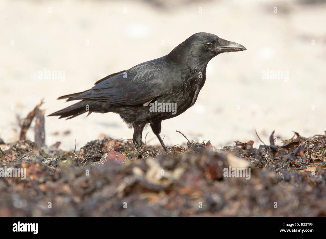 Carrion Crow, (Corvus corone), Marazion, Cornwall, UK. Stock Photo