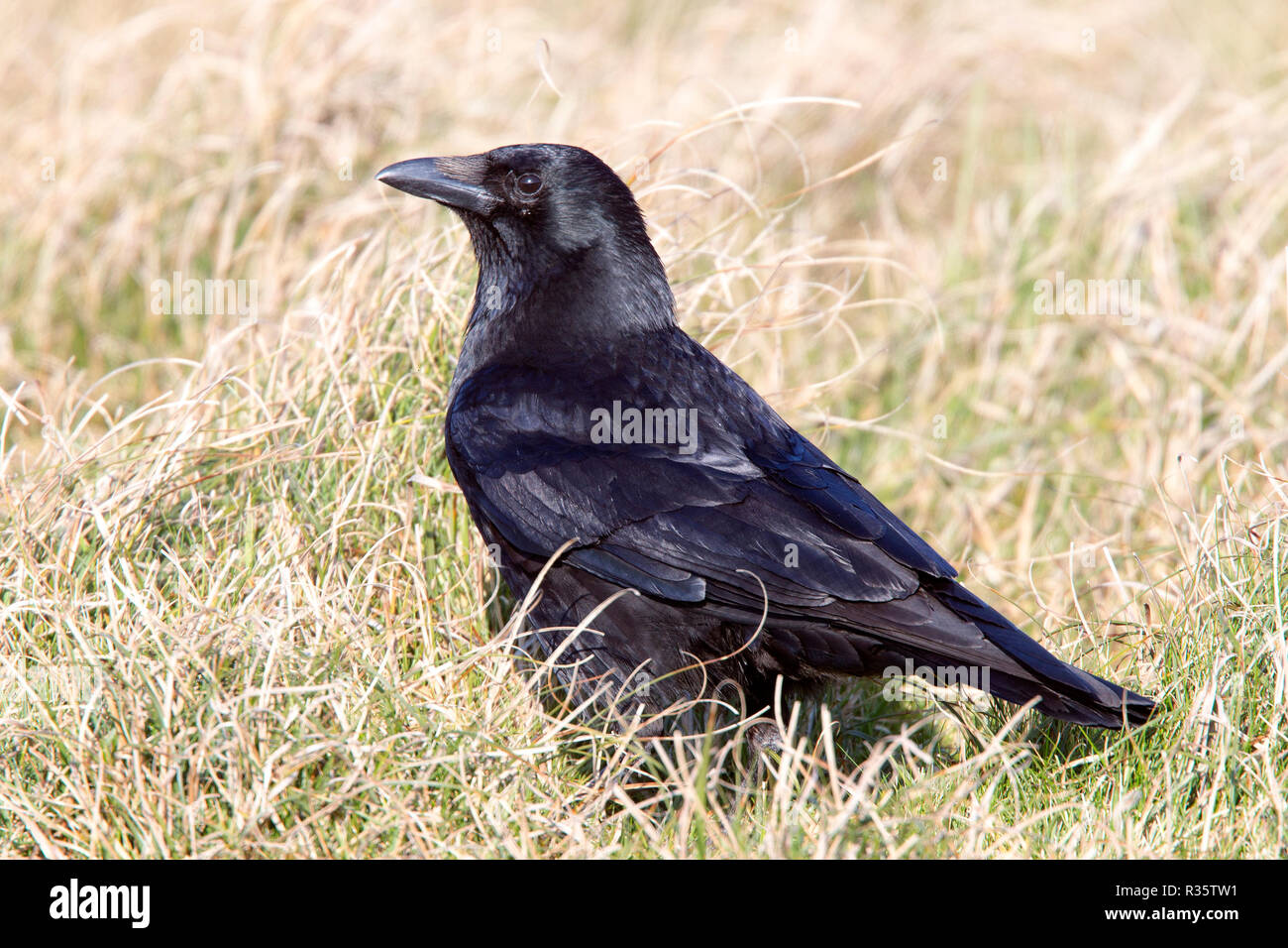 Carrion Crow, (Corvus corone), Marazion, Cornwall, UK. Stock Photo