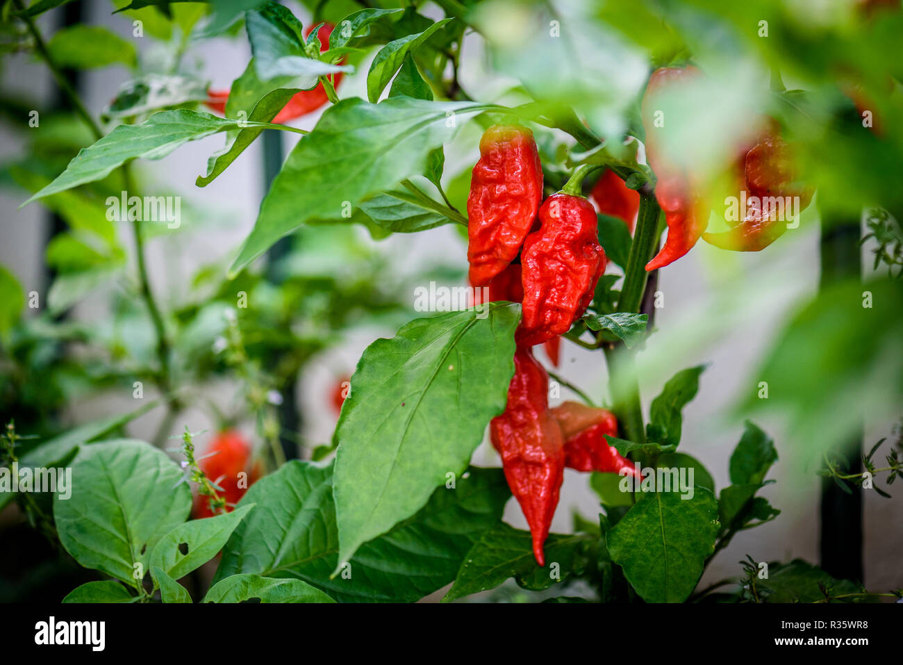 Red hot chilli ghost pepper Bhut Jolokia on a plant. Capsicum chinense  peppers on a green plant with leaves in home garden or a farm Stock Photo -  Alamy