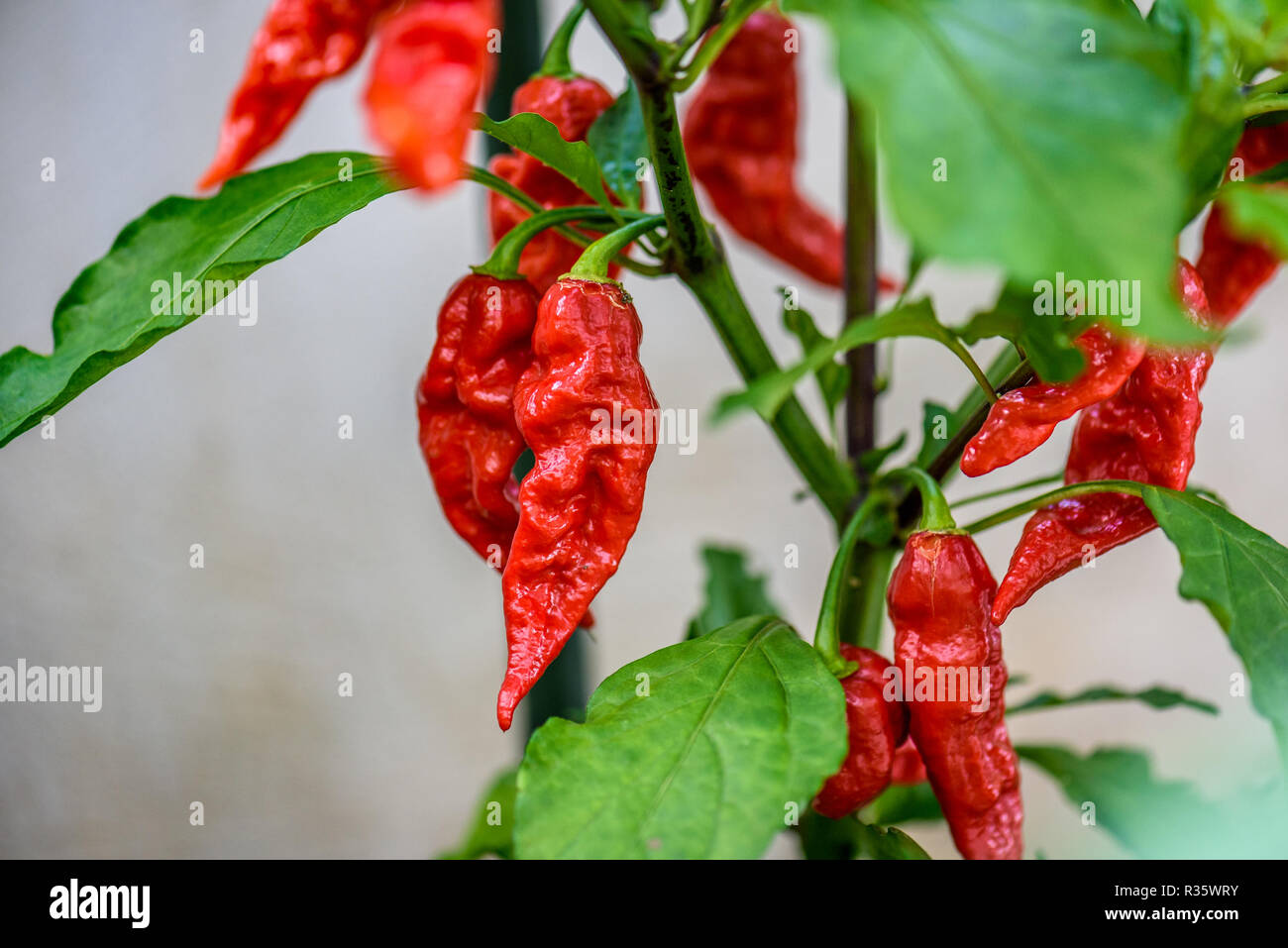 Red hot chilli ghost pepper Bhut Jolokia on a plant. Capsicum chinense peppers on a green plant with leaves in home garden or a farm. Stock Photo