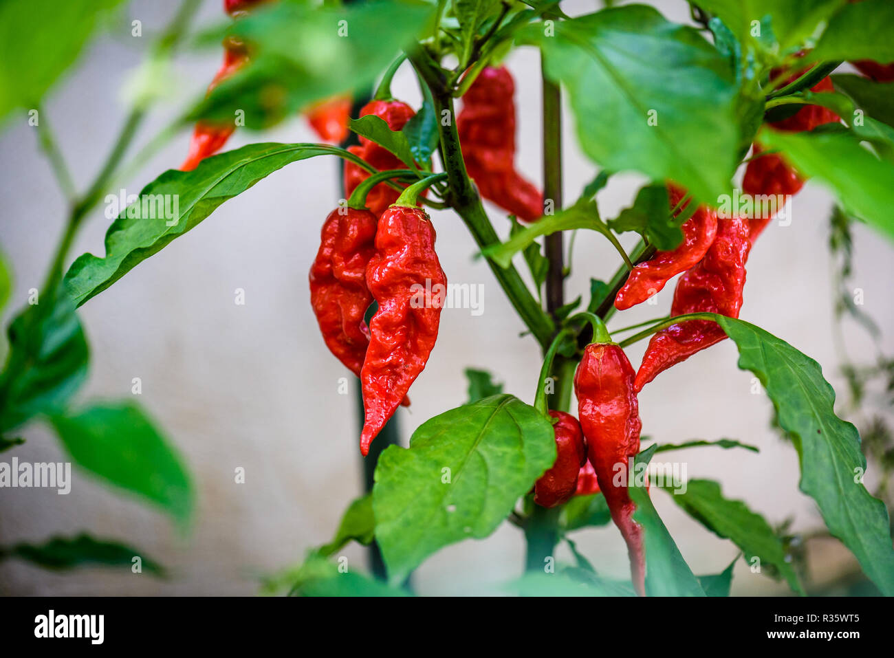 Red hot chilli ghost pepper Bhut Jolokia on a plant. Capsicum chinense peppers on a green plant with leaves in home garden or a farm. Stock Photo