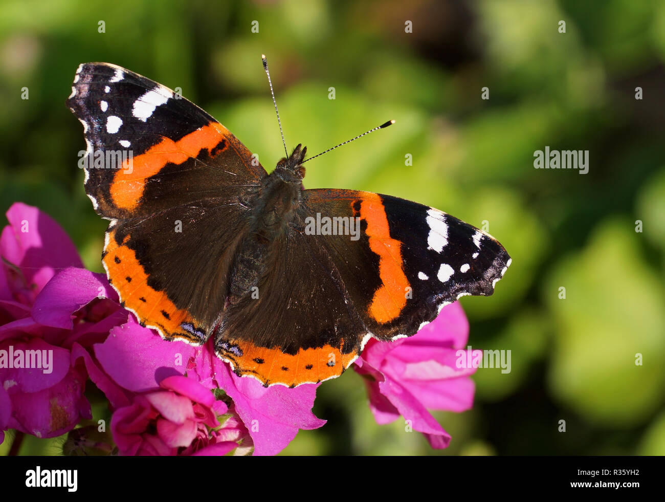 admiral butterfly Stock Photo