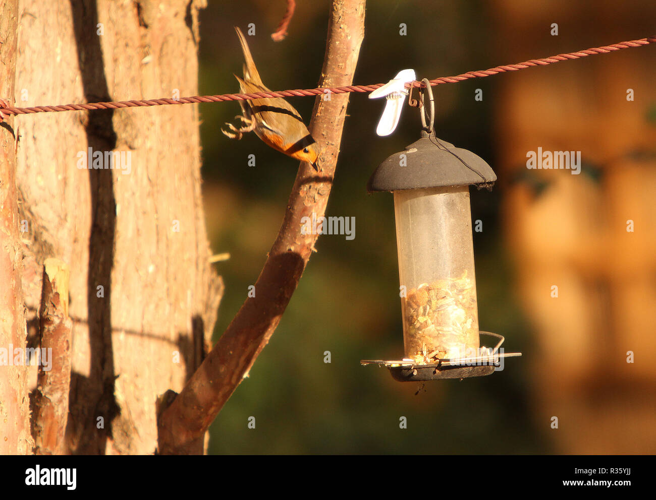 Robin swooping down to a bird feeder handing on washing line in garden, Surrey, England Stock Photo