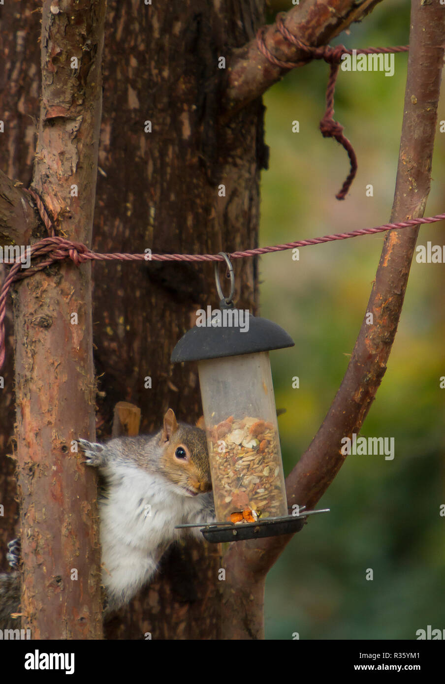 squirrel raiding bird feeder Stock Photo