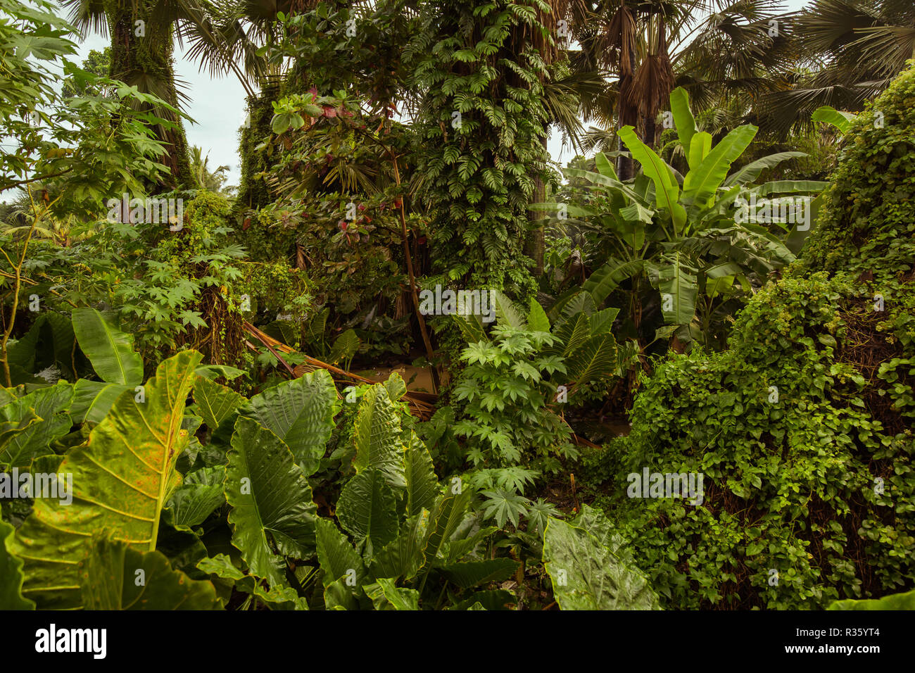 Tropical Rain Forest With Palm Trees And Big Climber Leaves And Exotic Plants Typical In Philippine Nature Floated After Hard Tropical Rain Stock Photo Alamy