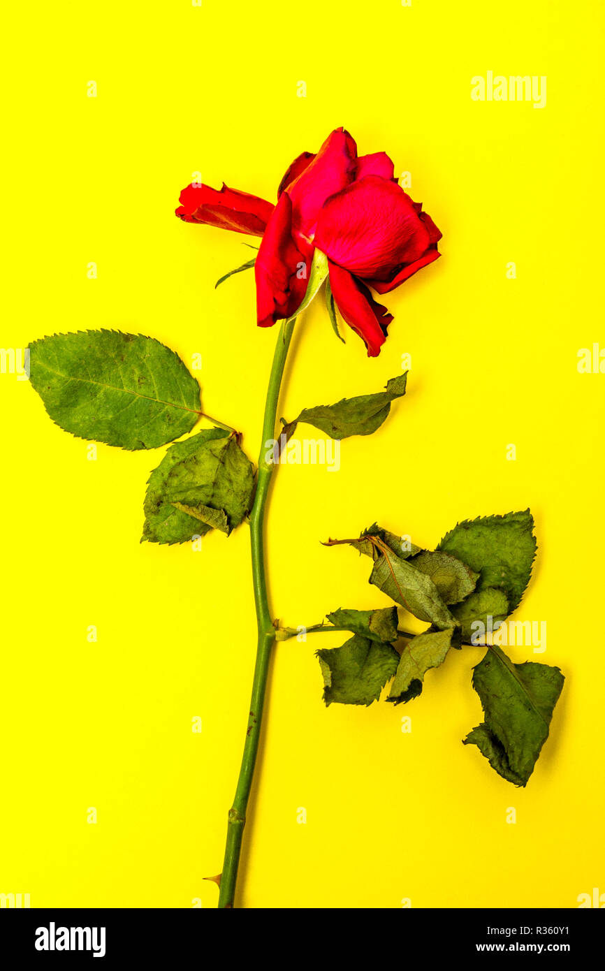 Dying rose flower against a yellow background Stock Photo Alamy
