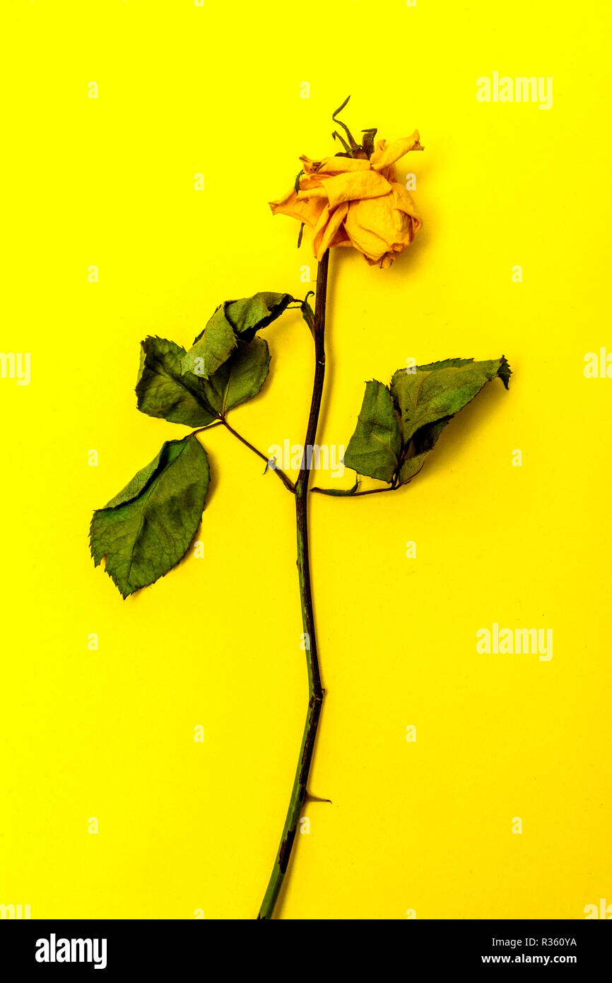 Dying rose hires stock photography and images Alamy