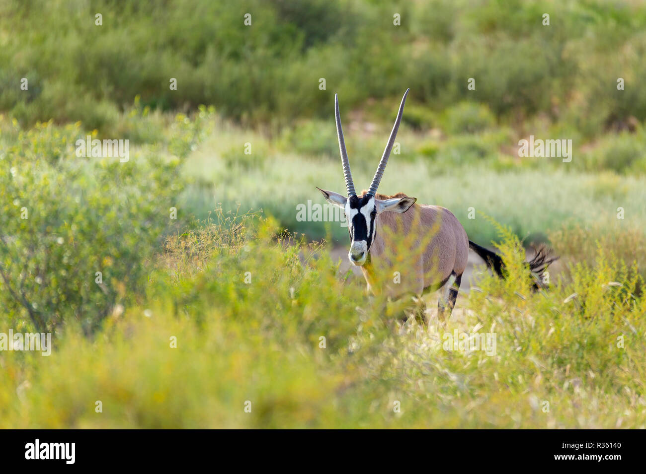 gemsbok-oryx-gazelle-in-kalahari-green-desert-after-rain-season