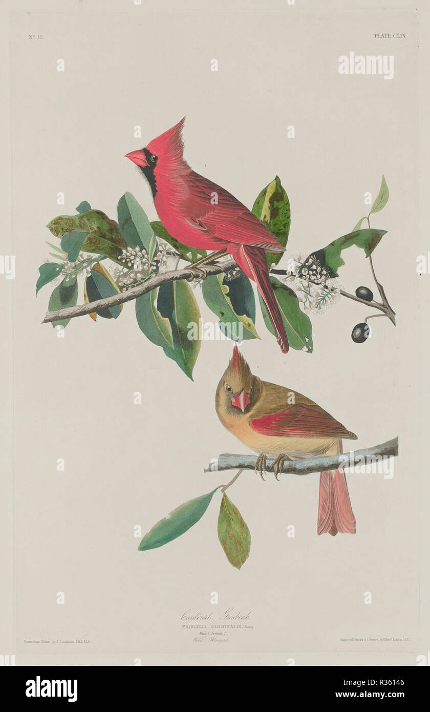 Cardinal Grosbeak. Dated: 1833. Dimensions: plate: 49.2 x 31.1 cm (19 3/8 x 12 1/4 in.)  sheet: 99.7 x 67.3 cm (39 1/4 x 26 1/2 in.). Medium: hand-colored etching and aquatint on Whatman paper. Museum: National Gallery of Art, Washington DC. Author: Robert Havell after John James Audubon. Stock Photo