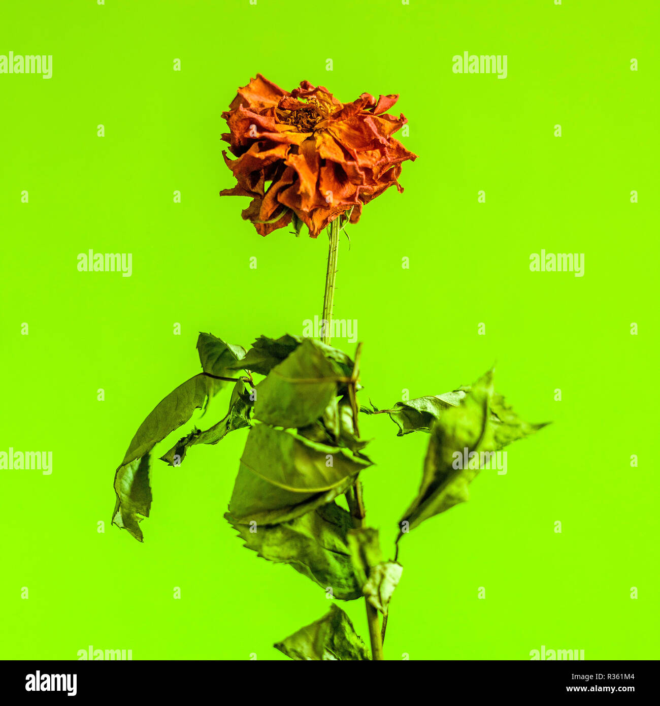 Dying flower hires stock photography and images Alamy