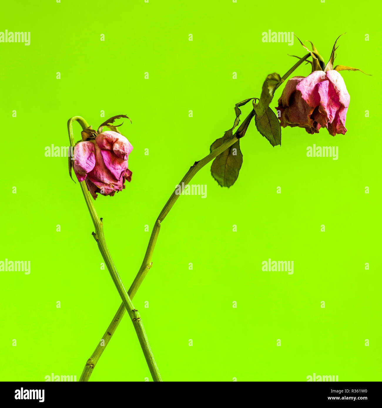 Dying flower hires stock photography and images Alamy