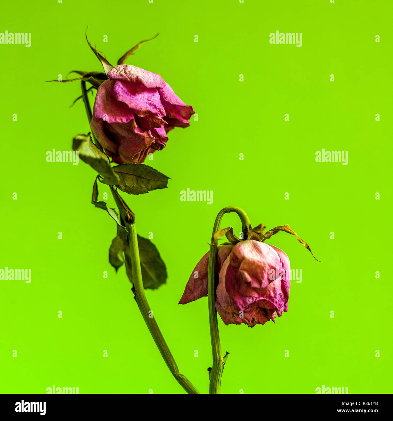 Dying flower hires stock photography and images Alamy