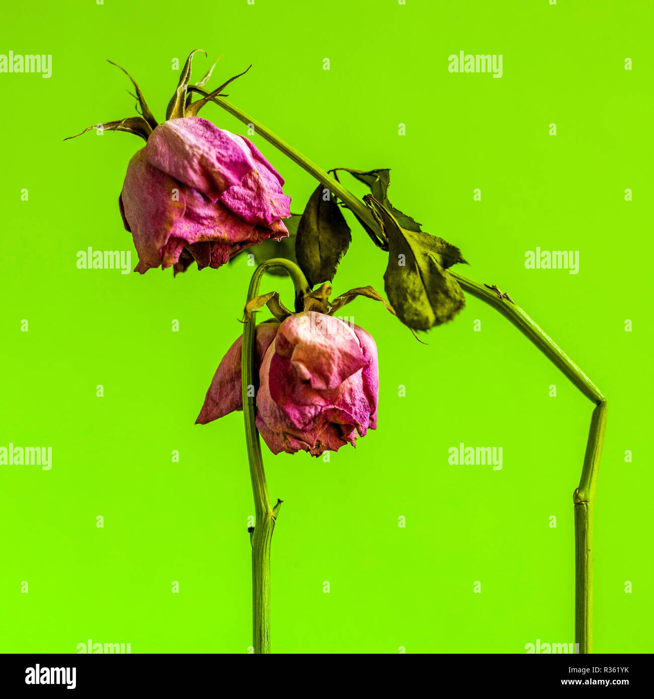 Dying flower hires stock photography and images Alamy