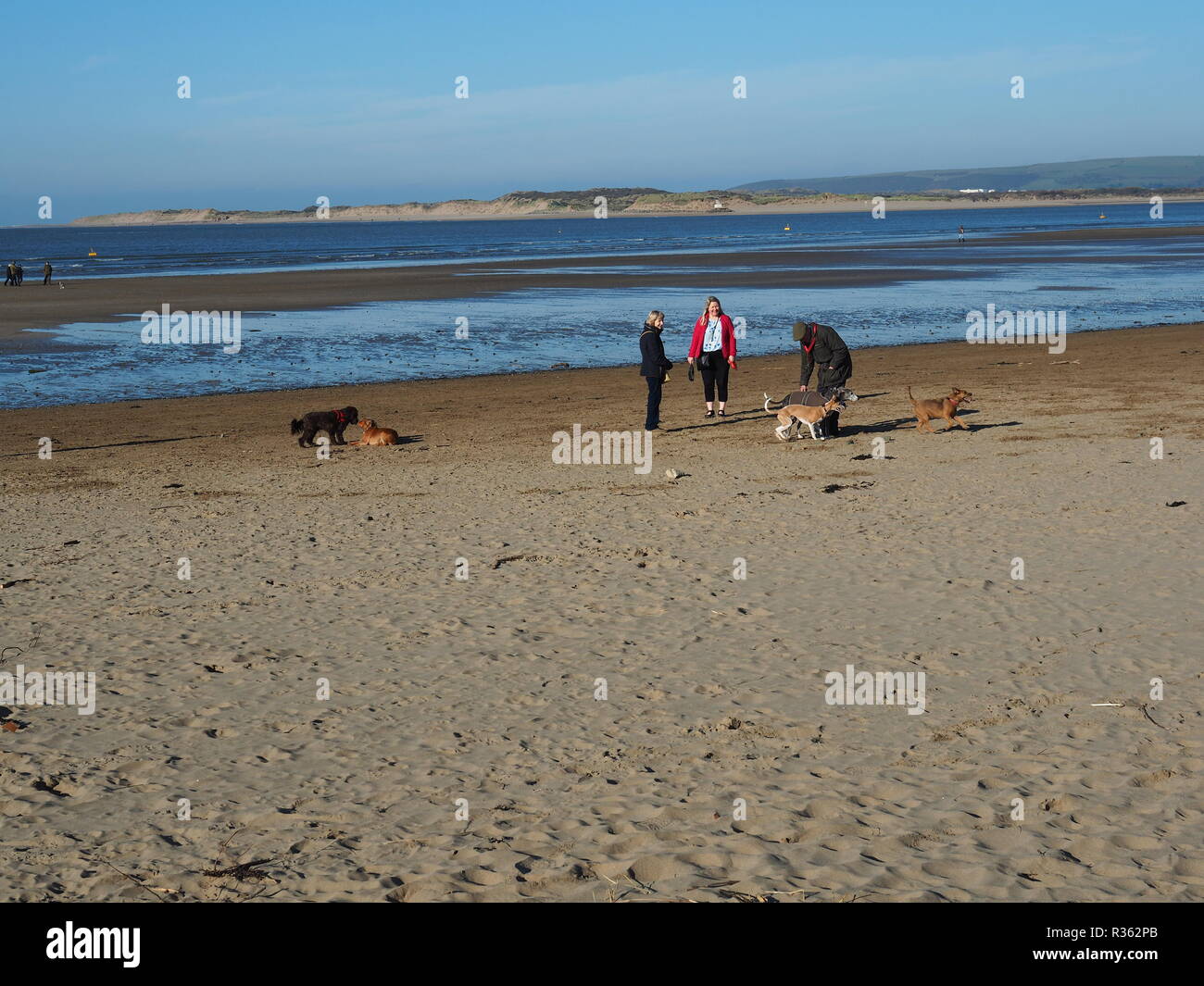 Groups of Dog Walkers on Instow Beach North Devon UK Stock Photo