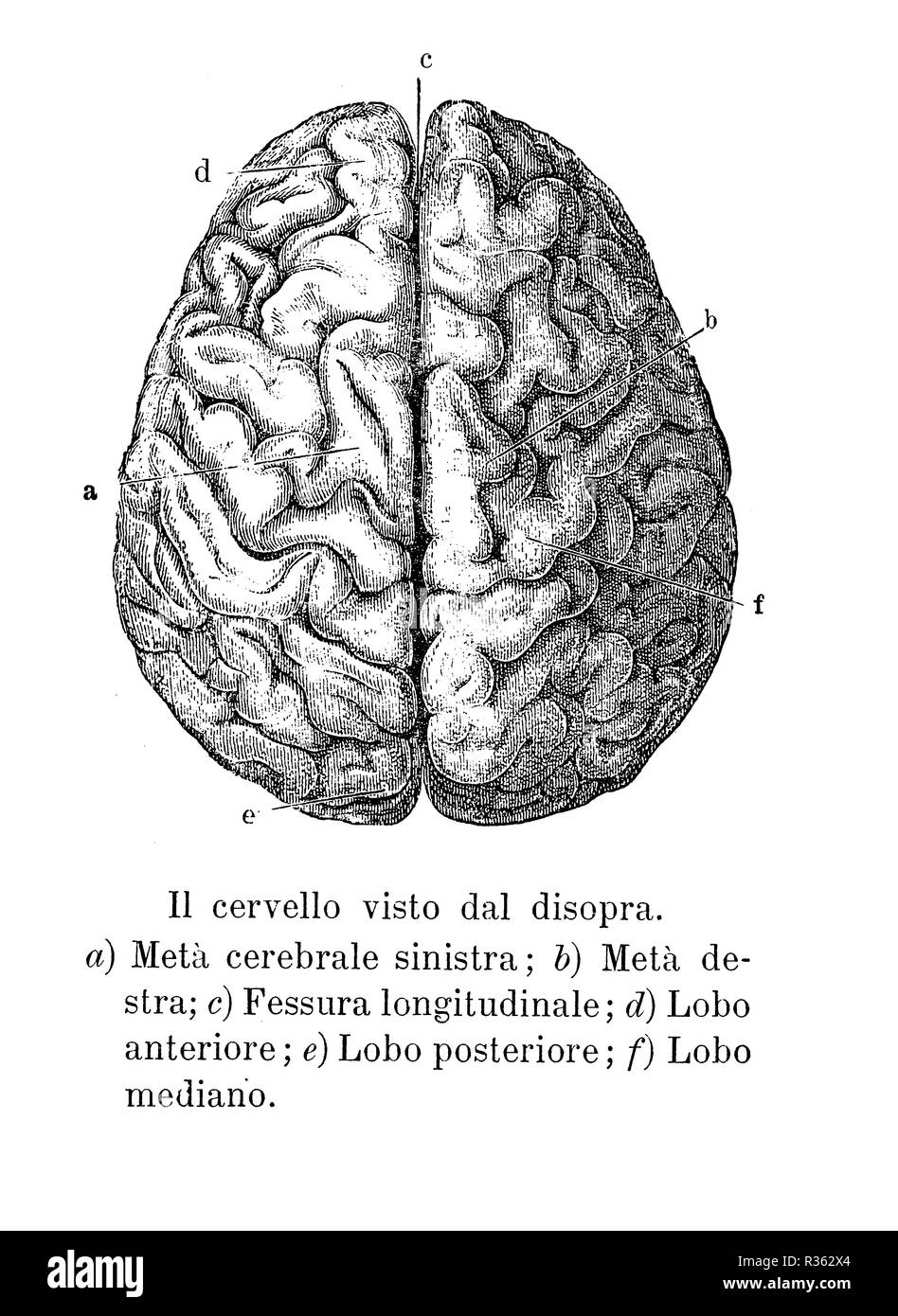 Vintage illustration of anatomy, brain upper view with  anatomical descriptions in italian Stock Photo