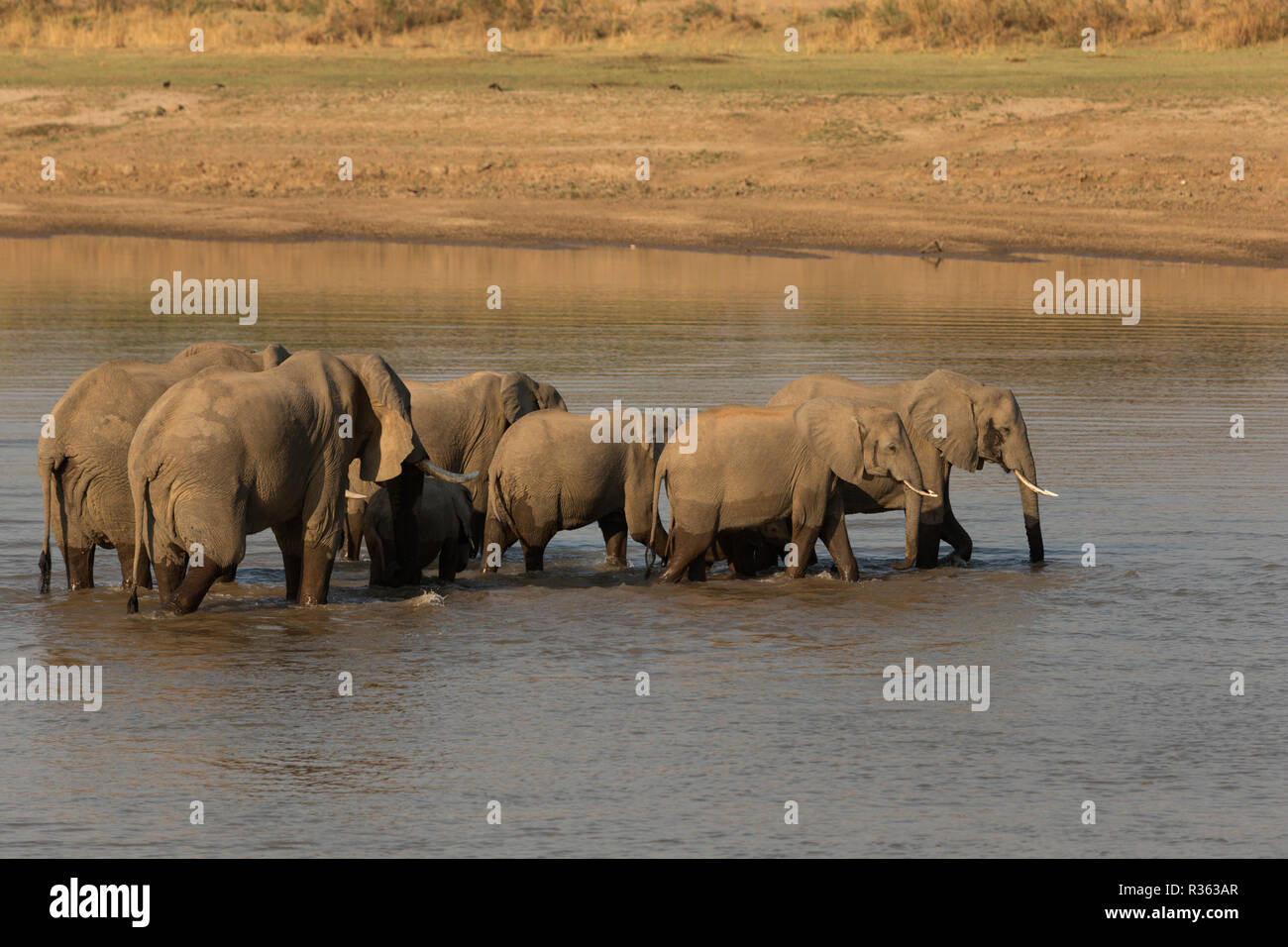 Elephant  South Luangwa national park Zambia Africa Stock Photo