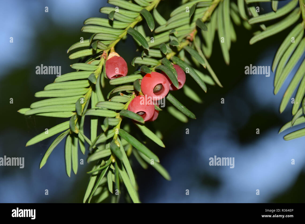 macro shot of taxus in autumn, taxus baccata tree with spirally arranged mature red cones Stock Photo