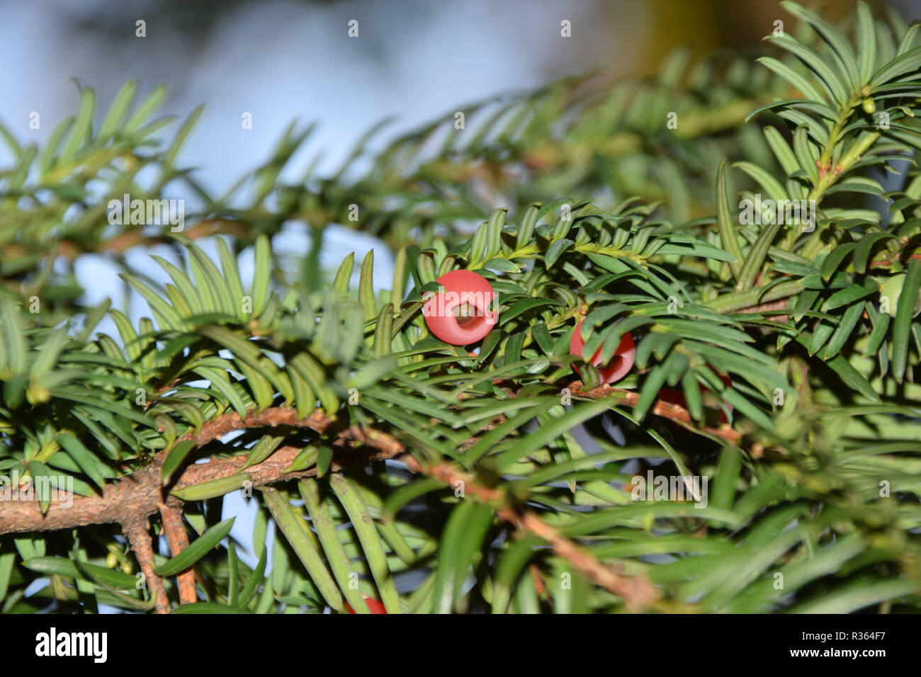 branches of yew tree with ripe red fruits, taxus baccata tree with spirally arranged mature red cones Stock Photo