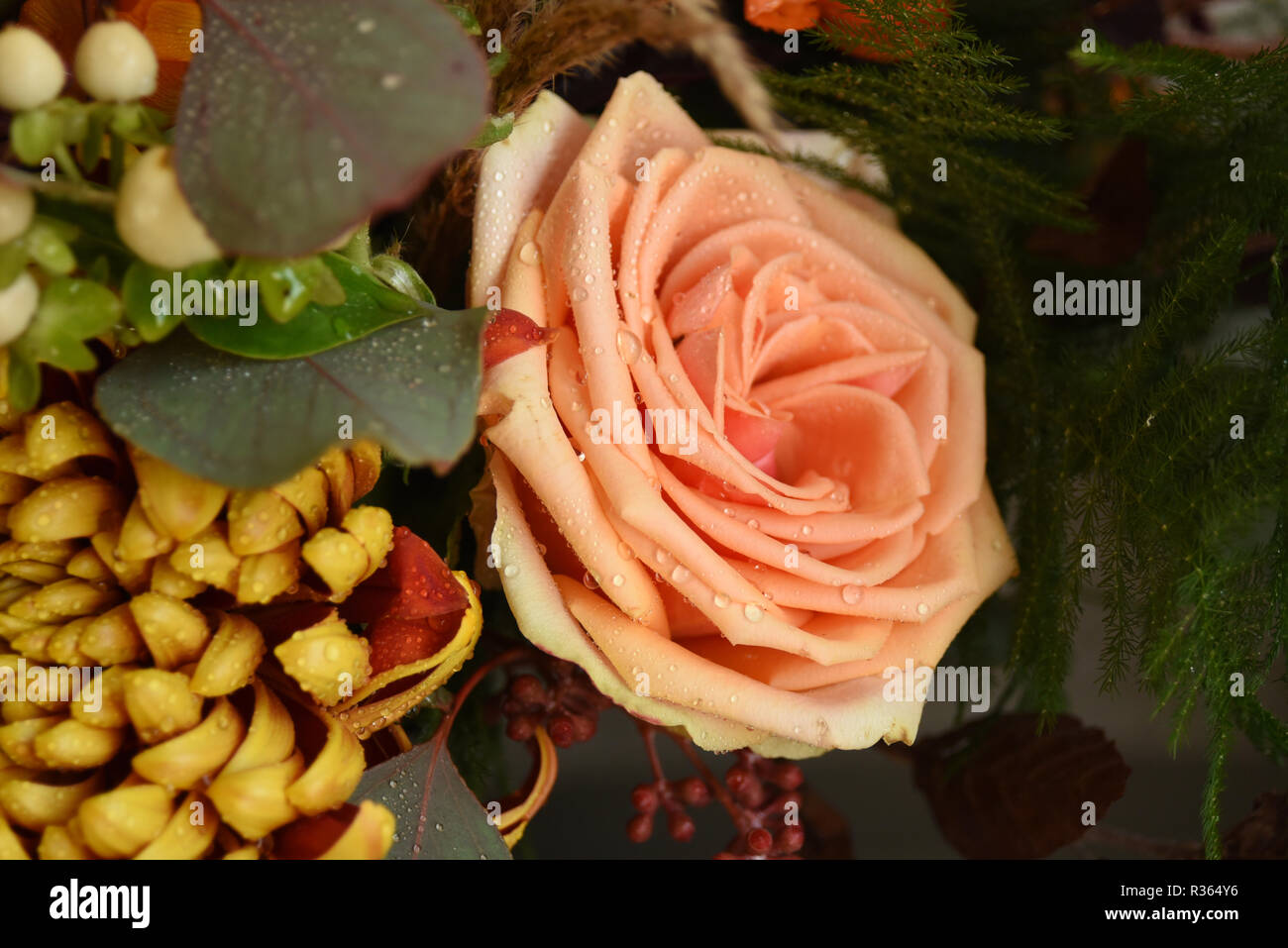 Salmon pink rose flower Stock Photo